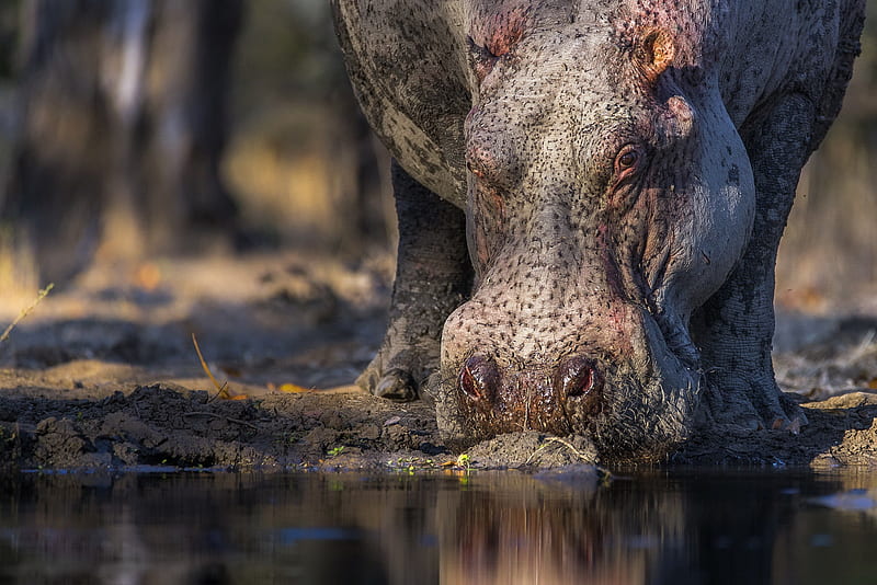 Animal, Hippo, Wildlife, HD wallpaper