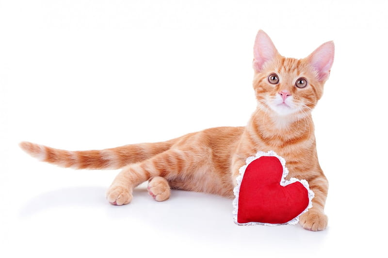 Happy Valentine's Day!, red, orange, ginger, valentine, cat, animal, card, heart, kitten, white, HD wallpaper
