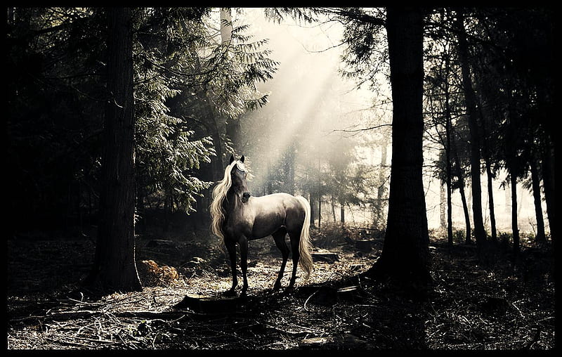 Horse, forest, gray, white, animals, HD wallpaper