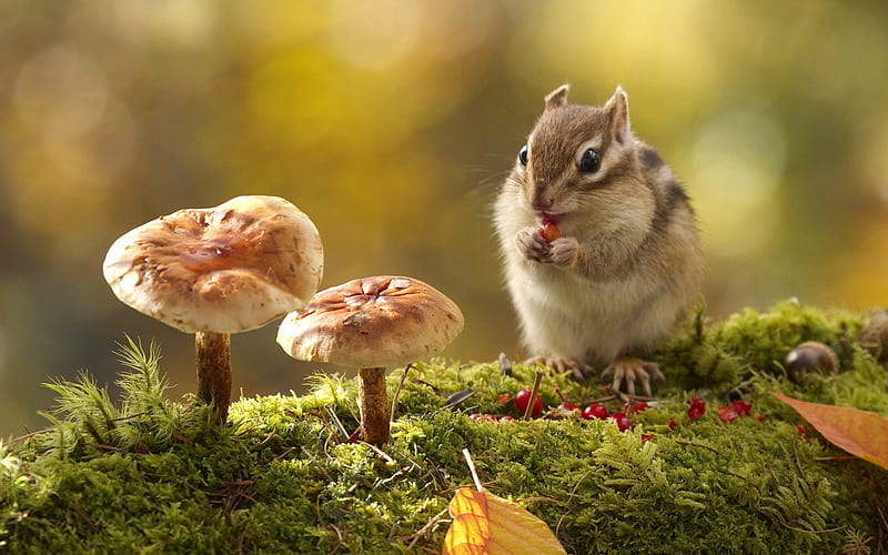 Hungry Chipmunk, berries, chipmunk acorn, grass, mushrooms, nature, HD wallpaper