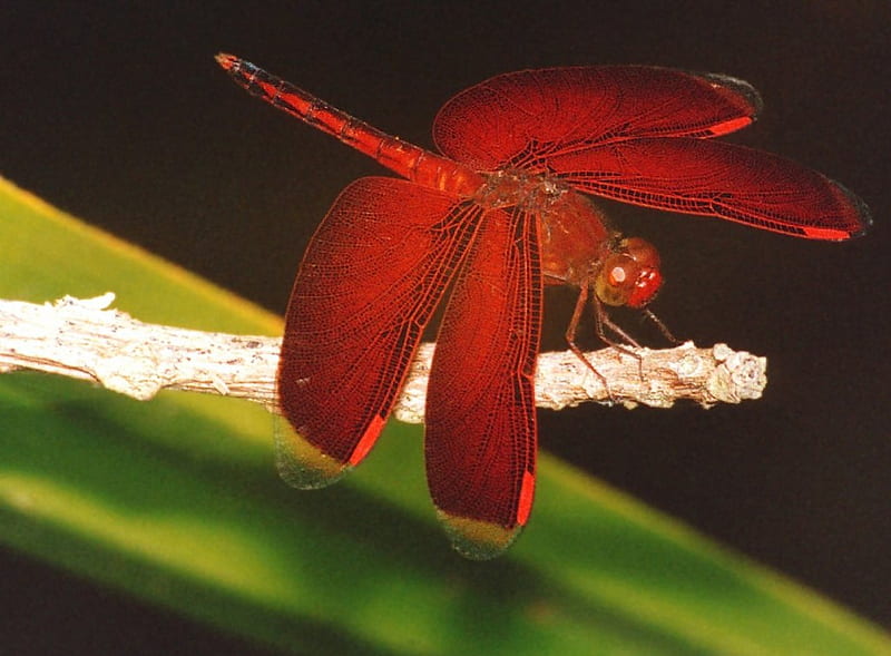HD dragon fly dragonfly wallpapers | Peakpx