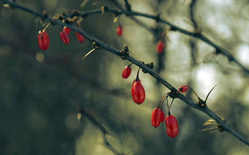 Autumn, red, dog-rose, thorn, fruit, dogwood, green, berry, nature, HD wallpaper