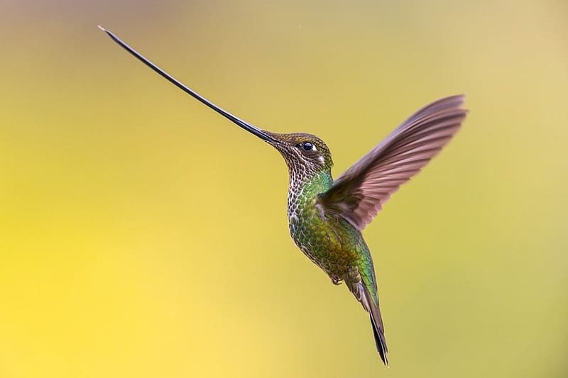 Flying Sword-Billed Hummingbird by Rafael Armada, wings, colombia, bird, colibri, flying, one, yellow, green, hummingbird, rafael armada, bogota, nature, pasari, sword billed hummingbird, HD wallpaper