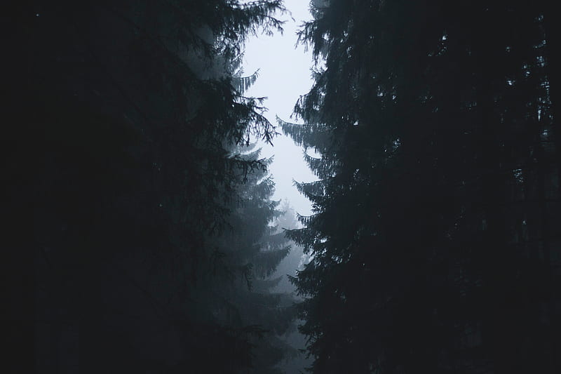fog, branches, trees, outlines, sky, HD wallpaper