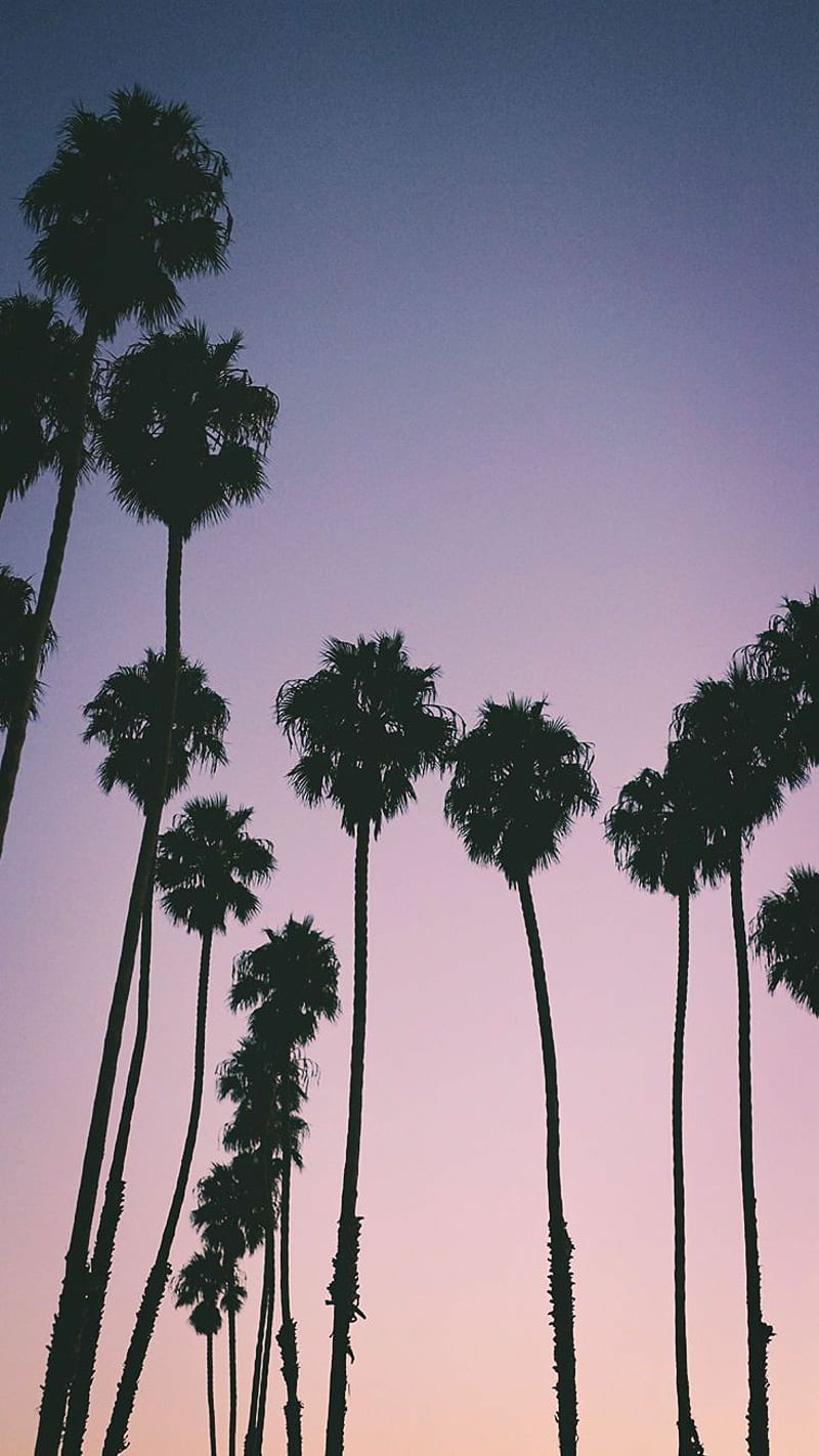 Palm Trees, aesthetic, colorful, la, los angeles, ombre, pretty, HD phone wallpaper