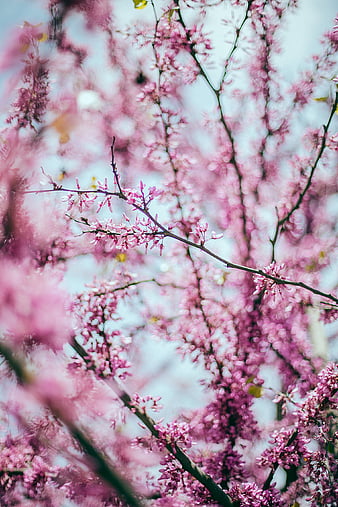 Blooming Sakura