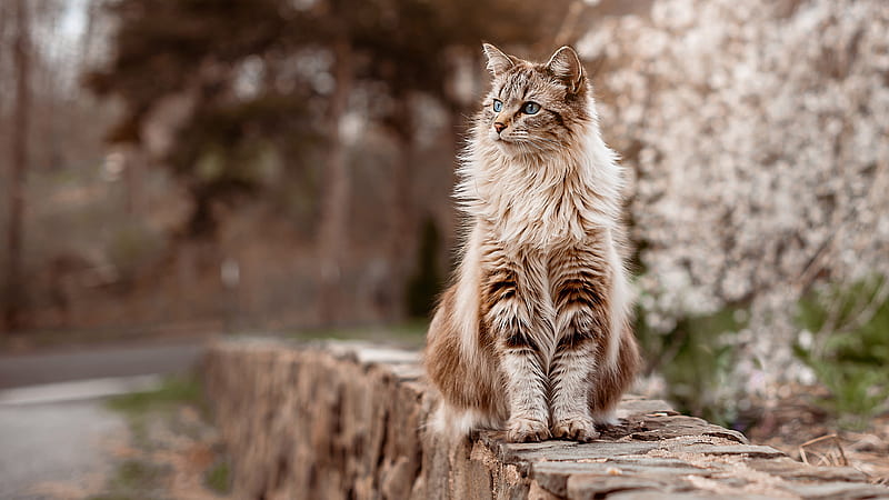 Brown White Cat Is Sitting On Brick Pavement In Blur White Flowers Plant Background Cat, HD wallpaper