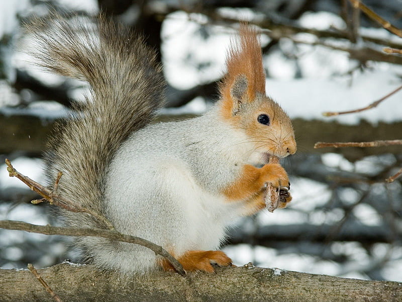 White squirrel, cute, forest, squirrel, nature, animal, HD wallpaper