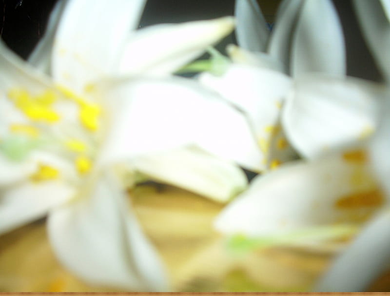 Lilies, pure, white, HD wallpaper