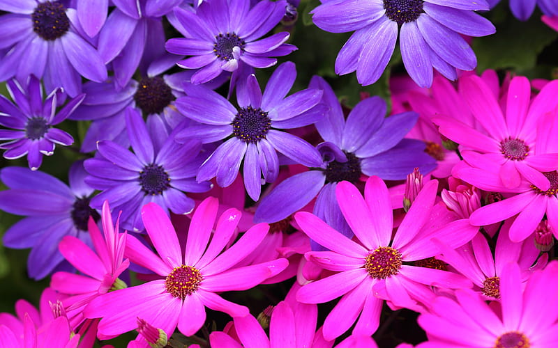 purple aster, macro, beautiful flowers, purple flowers, asters, Osteospermum, HD wallpaper