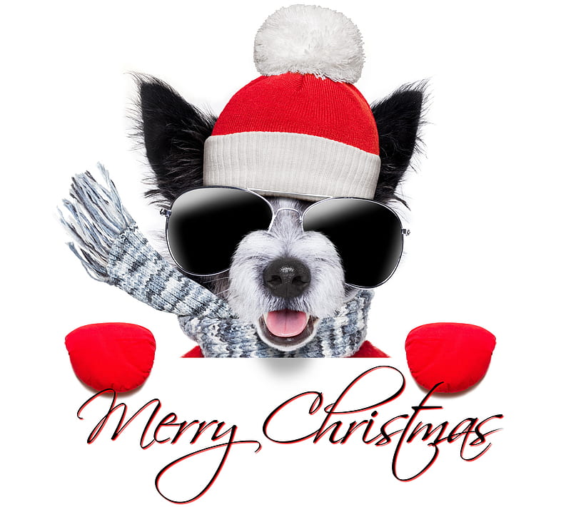 Christmas Dog, background, christmas dog glasses, cute cool, HD wallpaper