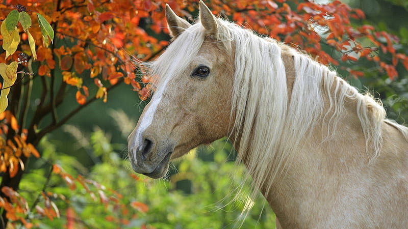 Horse Is Standing Near Tree With Red Leaves Horse, HD wallpaper