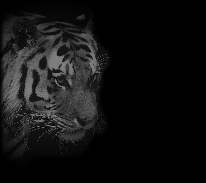Tiger, gfsd, HD wallpaper | Peakpx