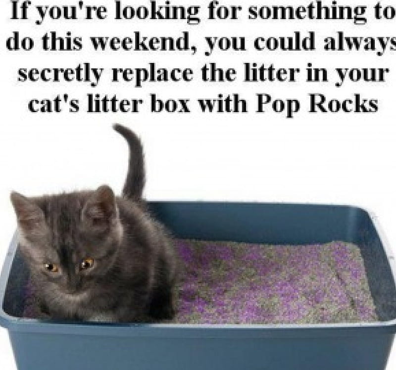 Bored? Try this!, litter box, fun, cats, pop rocks, HD wallpaper