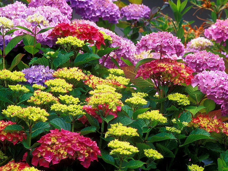 Colorful-Chrysanthemum, colorful, bonito, chrysanthemum, HD wallpaper ...