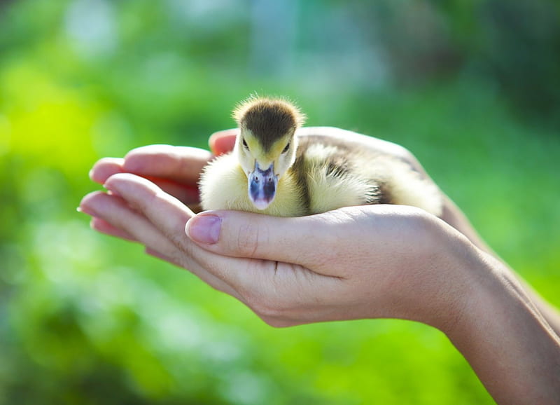 Tenderness, kindness, love, hand, holding, yellow duckling, sweet, HD wallpaper
