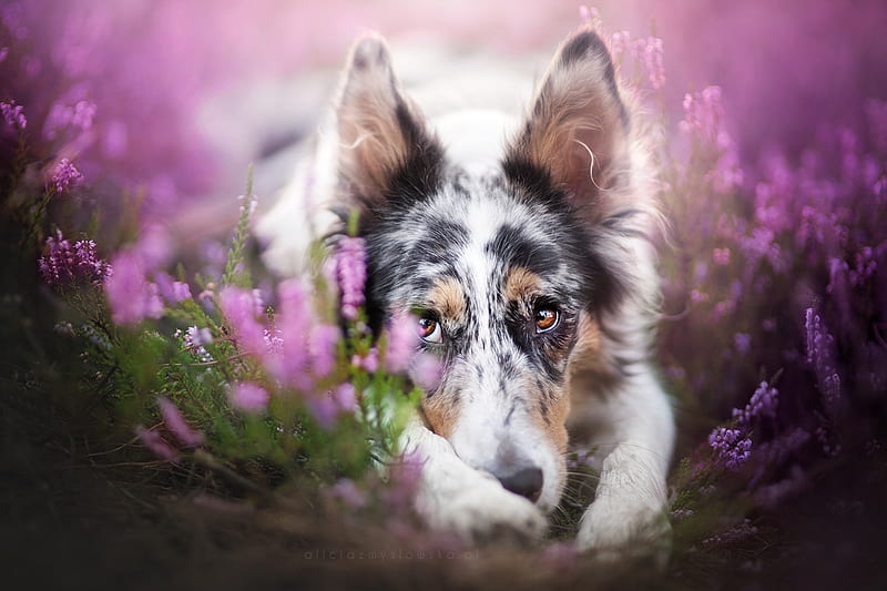 Shy, australian shepherd, paw, caine, animal, cute, flower, funny, white, pink, dog, HD wallpaper