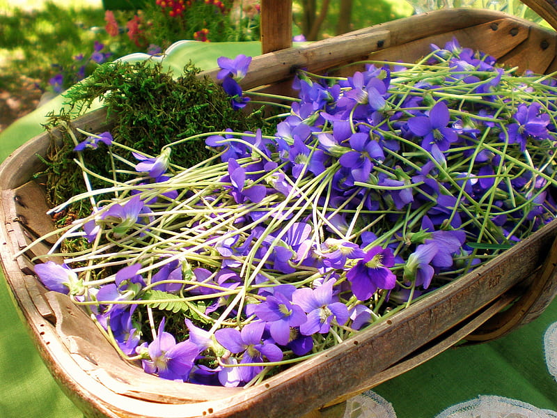 Violets Galore , purple, wagon, basket, violets, garden, spring, HD wallpaper