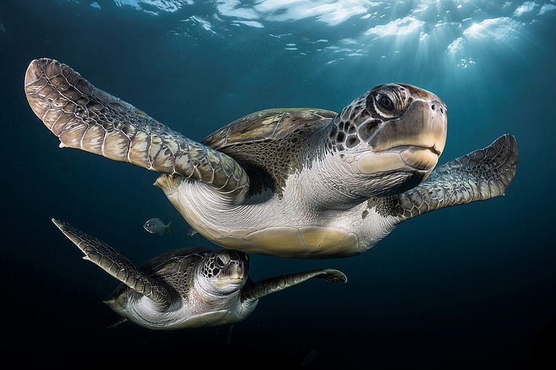 Green turtles in the rays, Tenerife, Green turtles, Diving, Sun rays, HD wallpaper