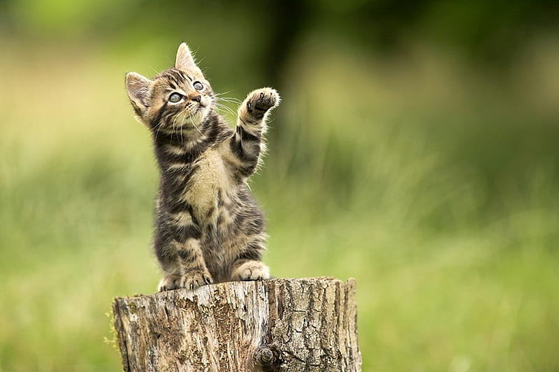 cute kitten, cute, tree, grass, paw, nature, cat, cats, tree stump, HD wallpaper