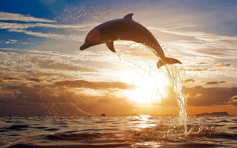 Sunset Leap, ocean, sunset, sky, clouds, sea, dolphin, porpoise, jump, leap, HD wallpaper