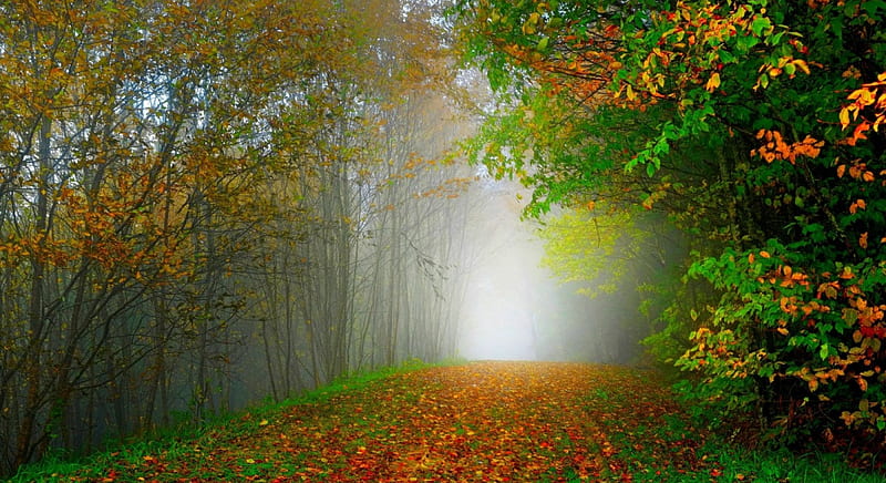 Autumn, forest, fall, woods, trees, mist, leaves, autumn splendor ...
