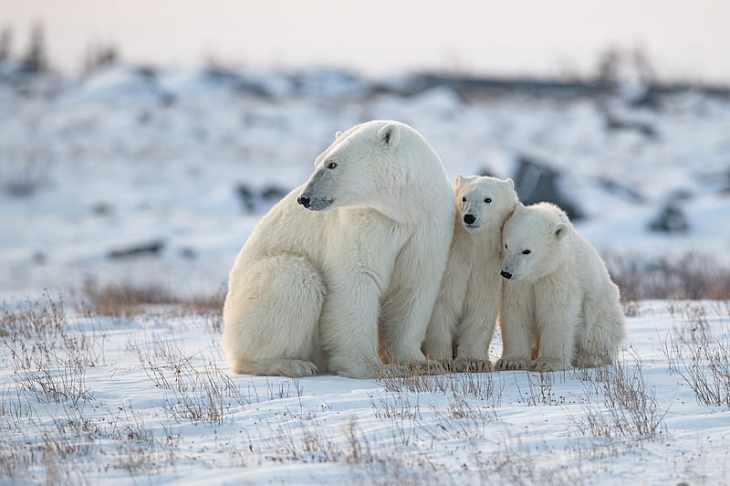 Bears, Polar Bear, Baby Animal, Cub, Snow, Wildlife, Winter, predator (Animal), HD wallpaper