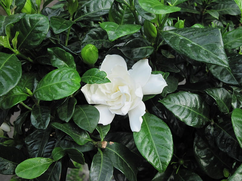 *The beautiful and fragrant gardenia*, gardenia, flowers, white, fragrant, HD wallpaper