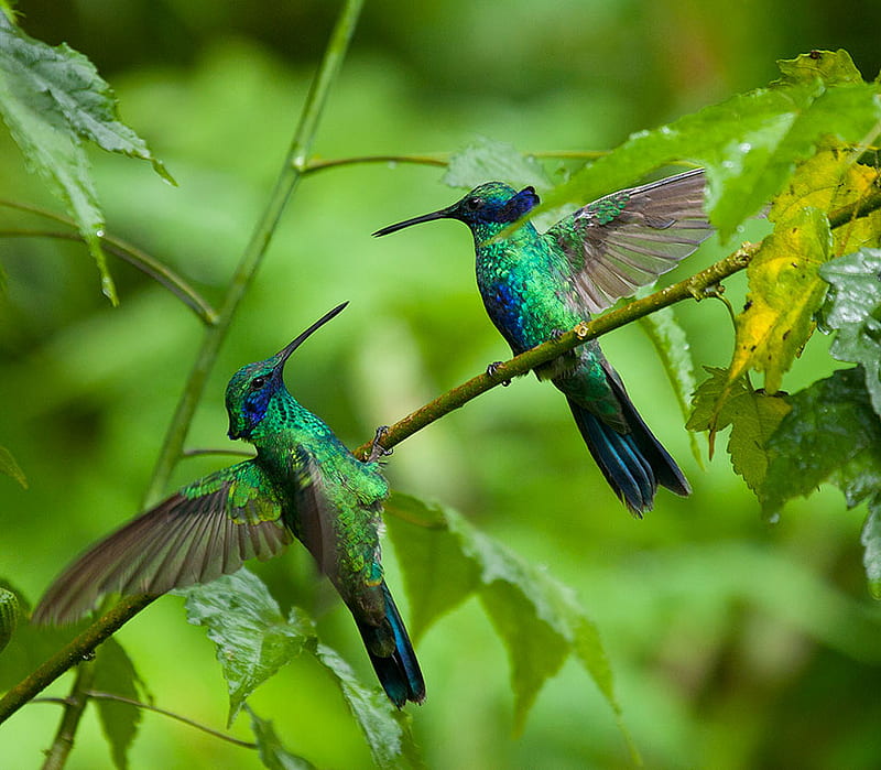 Espumoso violetear colibríes, espumoso, violetear, verde, colibríes,  hermoso, Fondo de pantalla HD | Peakpx