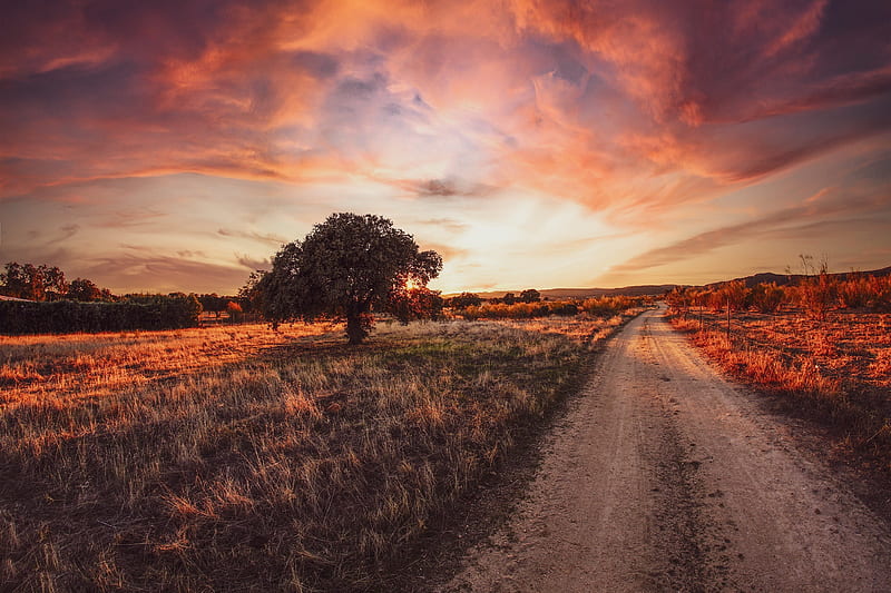 Man Made, Path, Field, Road, Sunset, Tree, HD wallpaper
