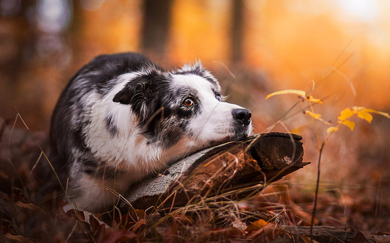 Australian Shepherd Dog, Aussie, dog, cute animals, pets, autumn, yellow leaves, HD wallpaper