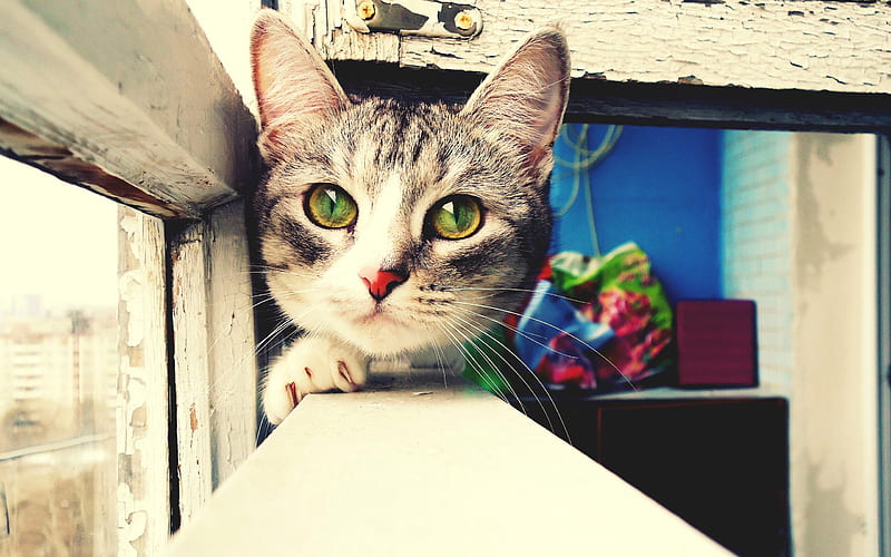 cute gray cat, pets, cat with green eyes, bokeh, kittens, HD wallpaper