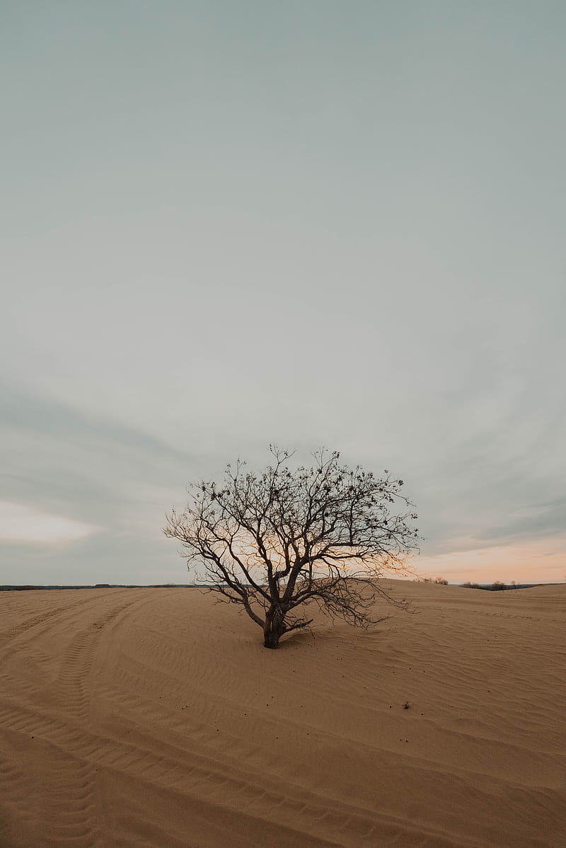tree, desert, sand, dry, lonely, HD phone wallpaper
