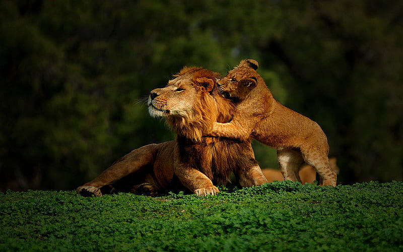 PLAY WITH ME,DAD!, king, forest, grass, cub, lion, play, HD wallpaper