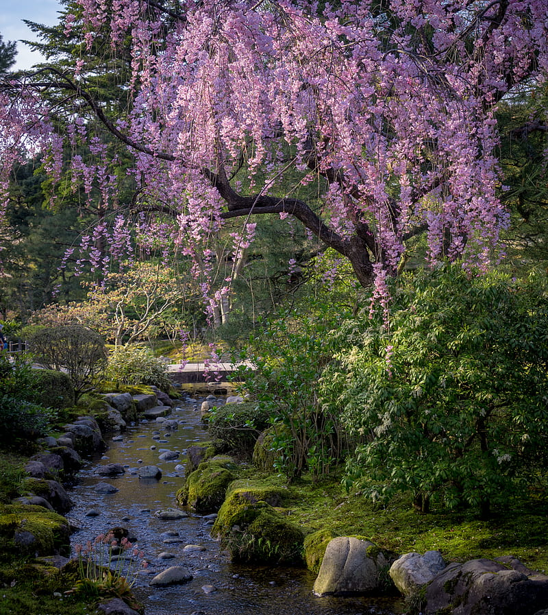 sakura, flowers, trees, river, stones, nature, HD phone wallpaper