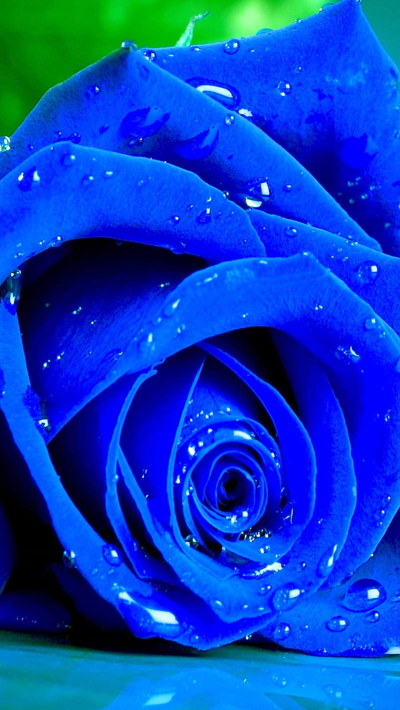 blue rose, tags, HD phone wallpaper