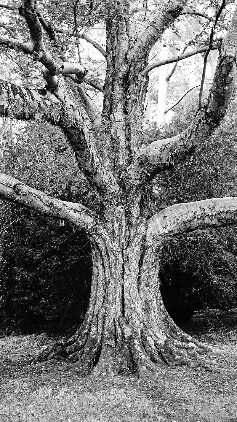 Creepy tree, alone, black and white, branches, ground, national park, natural, nature, oxygen, park, graphy, real, scarry, vultursebastian, westonbirt, HD phone wallpaper