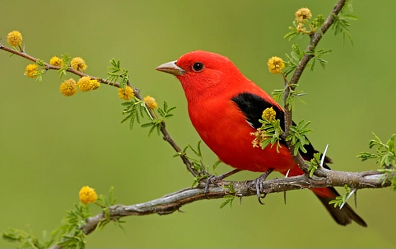 A SCARLET-TANAGER BIRD, red, bird, feathers, flight, HD wallpaper
