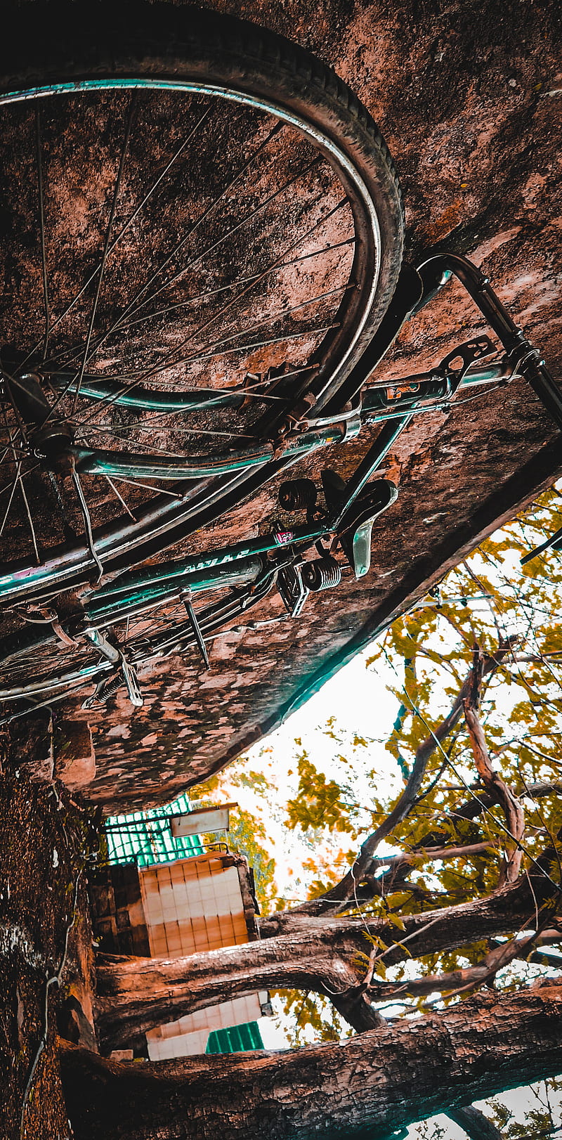 PERSPECTIVE, angle, cycle, lifestyle, nature, oldfashioned, tree, view, vintage, wall, HD phone wallpaper