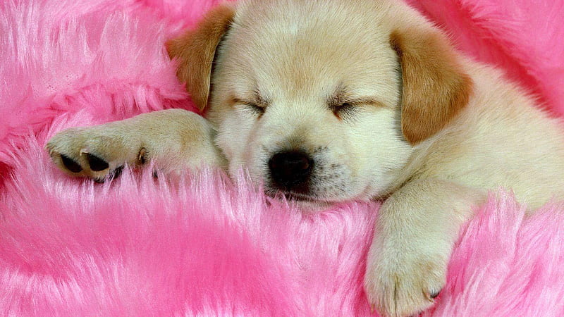 White Brown Puppy Dog Is Sleeping On Fur Pink Cloth Dog, HD wallpaper