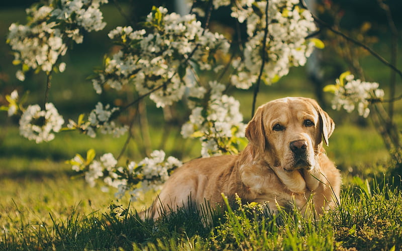 Golden Retriever Dog, spring, labrador, dogs, bokeh, pets, cute animals, Golden Retriever, HD wallpaper