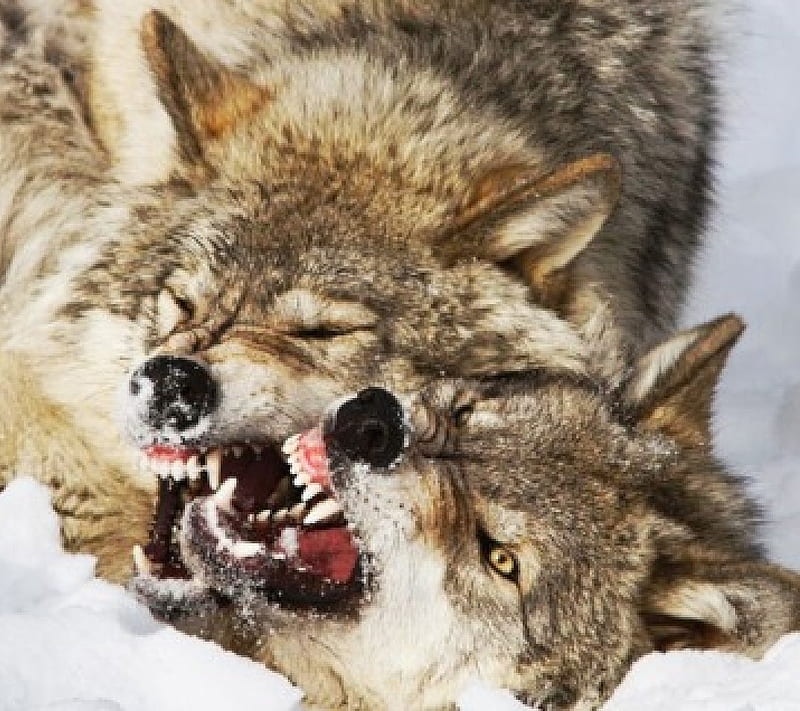 Fighting wolves, growling, snarling, wrestling, beasts, HD wallpaper