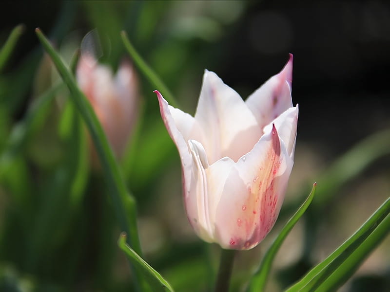 Single Tulip- Bicolor Tulip Flowers, HD wallpaper