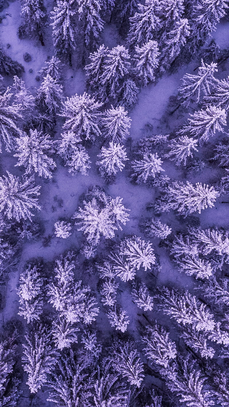 Aerial view of tree , trees, cold, shot, snow, background, HD phone wallpaper