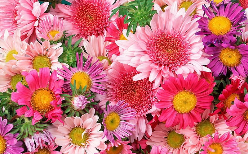 Flowers, autumn, chrysanthemum, yellow, carpet, green, purple, flower, skin, pink, HD wallpaper