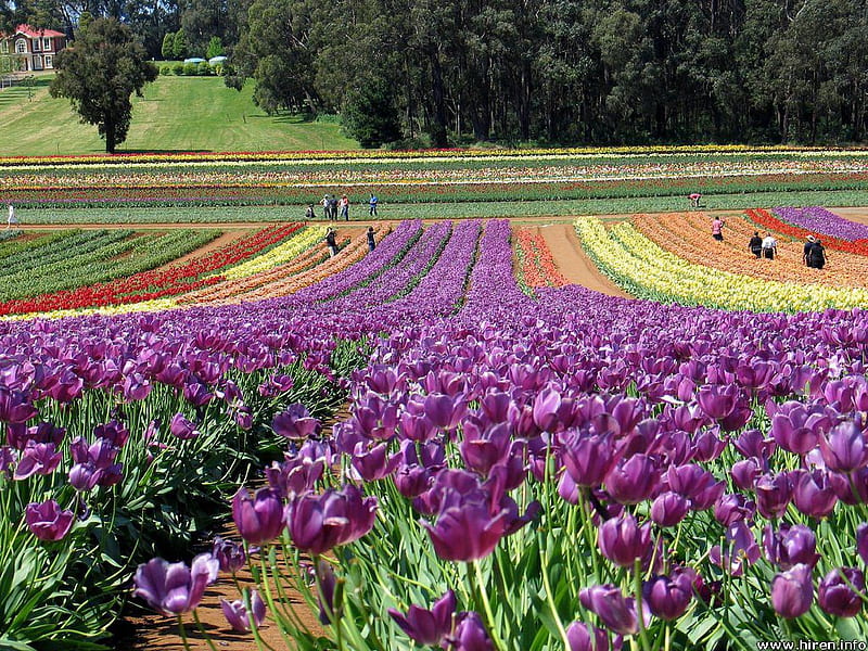 Garden beds of tulips, flowers, flower beds, tulips, trees, field, HD wallpaper