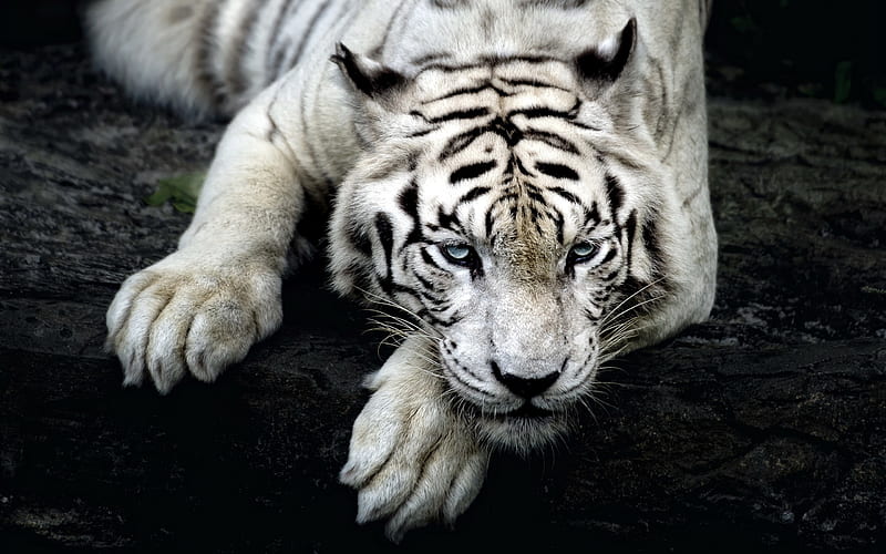 Big White Tiger, white-tiger, tiger, animals, HD wallpaper
