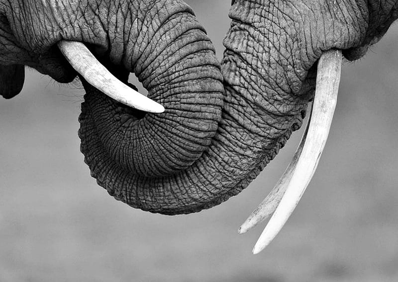 elephant trunks elephant, black and white, trunks, animals, HD wallpaper