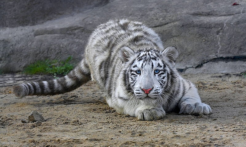 CROUCHING TIGER, handsome, tiger, majestic, white, crouching, HD wallpaper