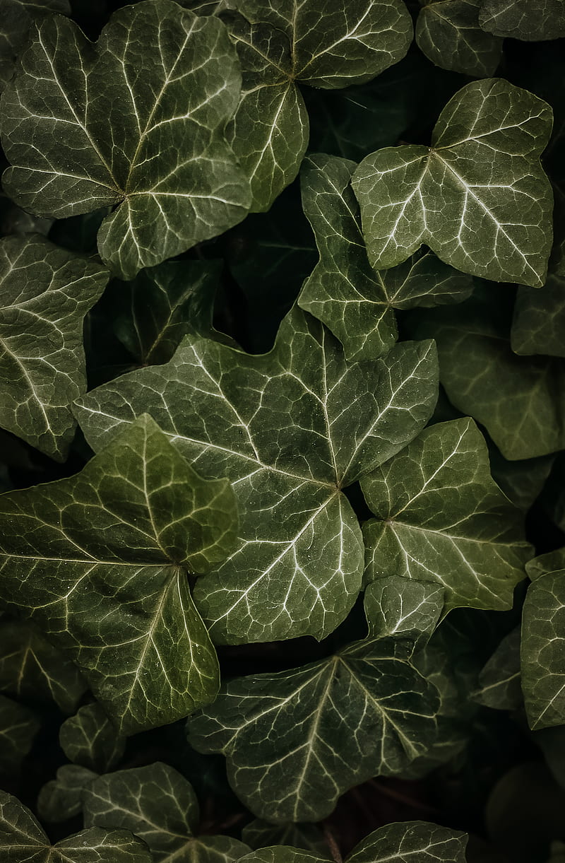 leaves, macro, dark, green, HD phone wallpaper